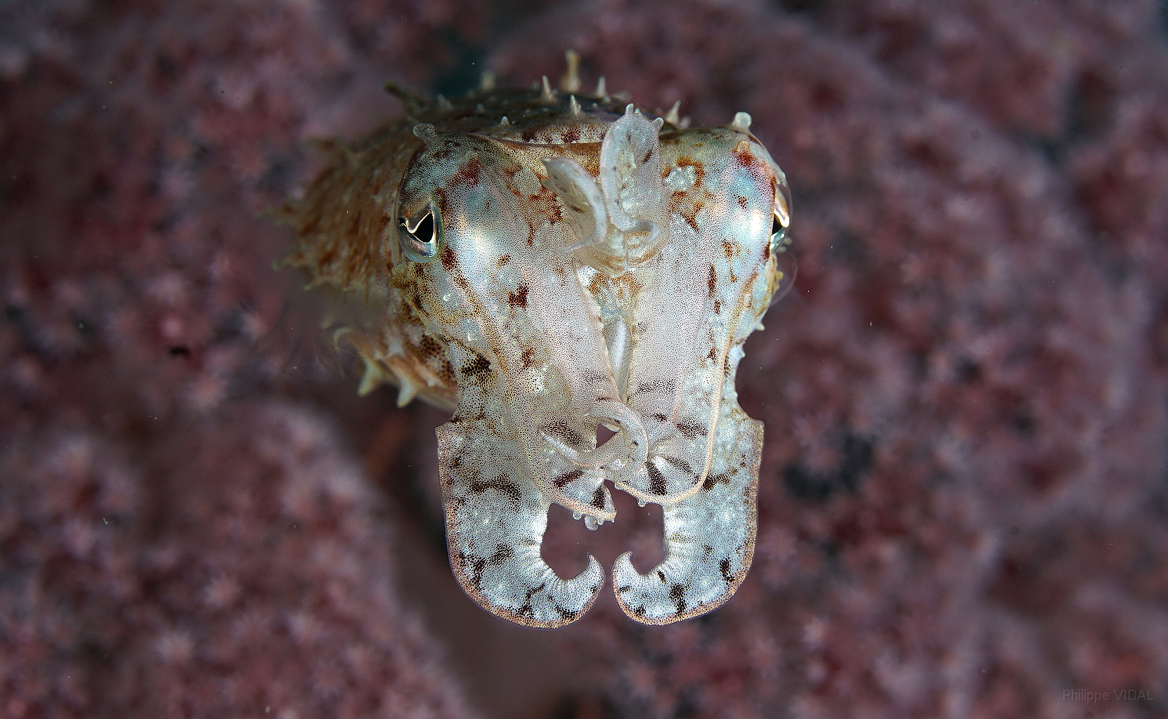 Banda Sea 2018 - DSC05536_rc - Broadclub cuttlefish juv. - Seiche - Sepia latimanus.jpg